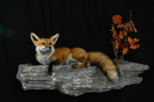 fox ledge