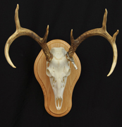 Deer Skull on Oak