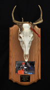 Deer Skull with Photo