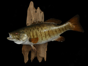 Small Mouth