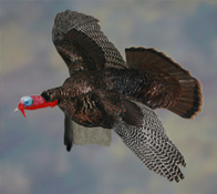 Turkey Flying